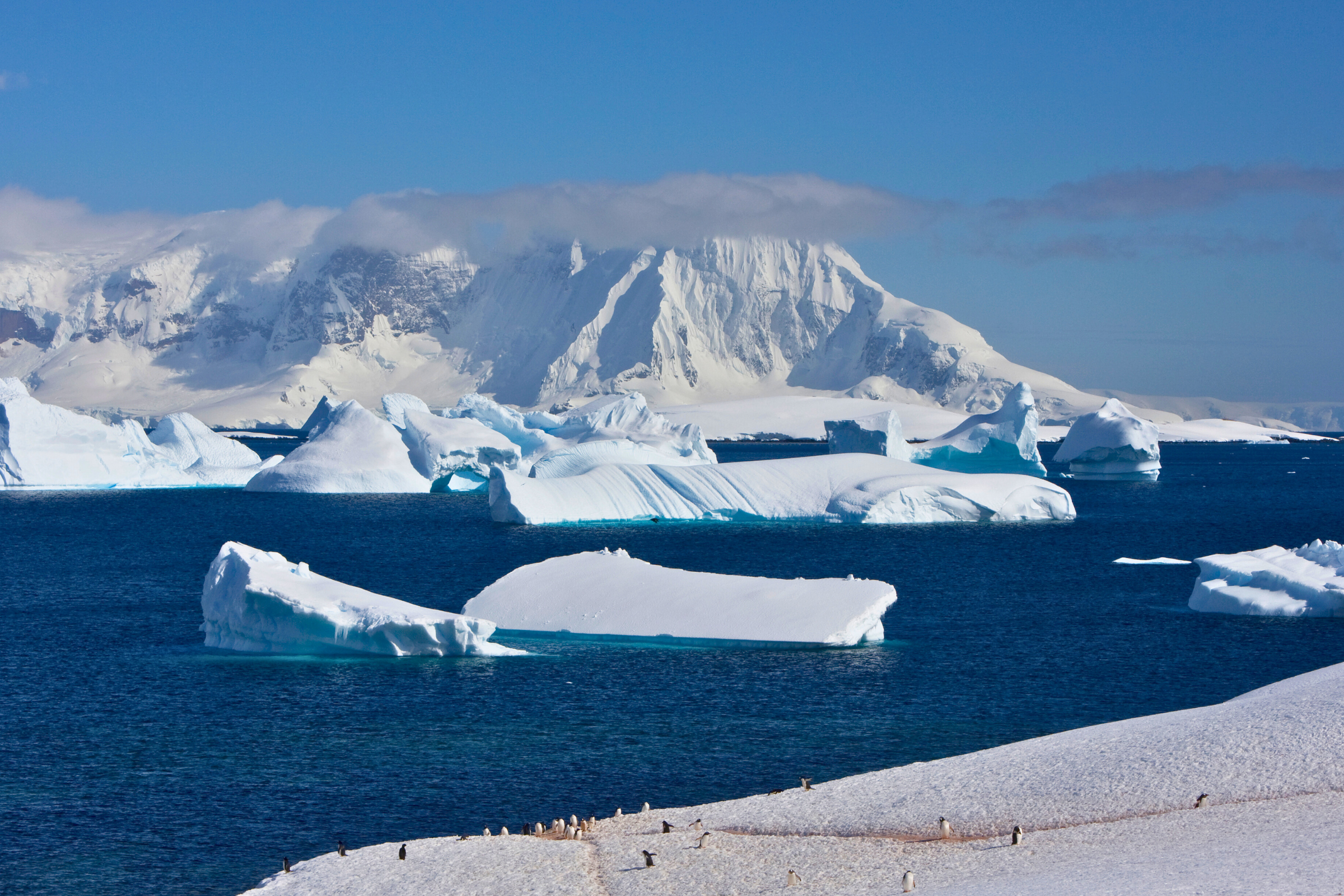 122 cuverville island.webp